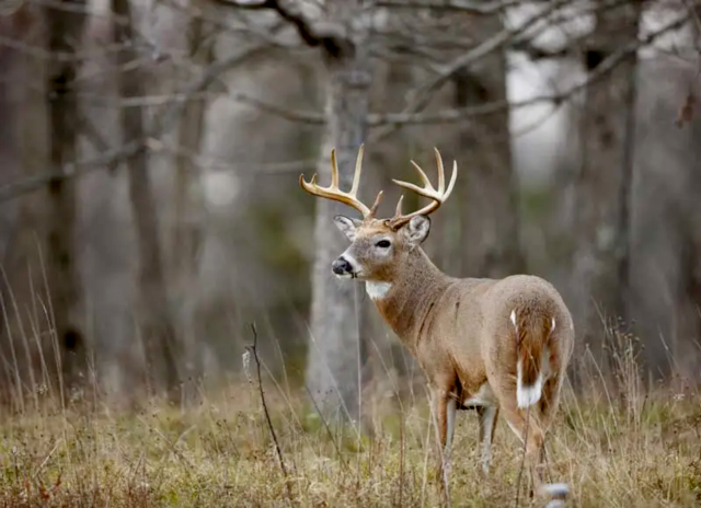 new-york-deer-hunting 