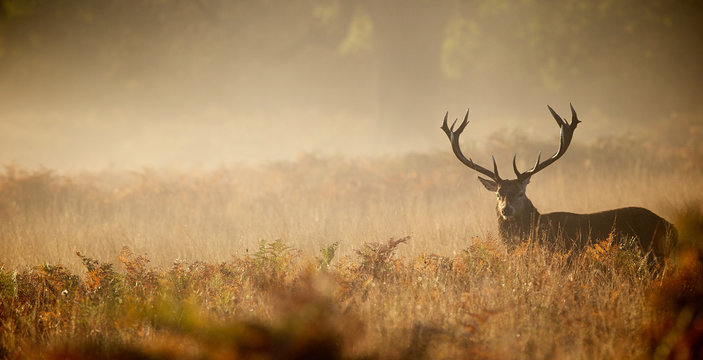 new-york-hunting-season 